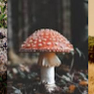 Meet your Posher, Ivanna